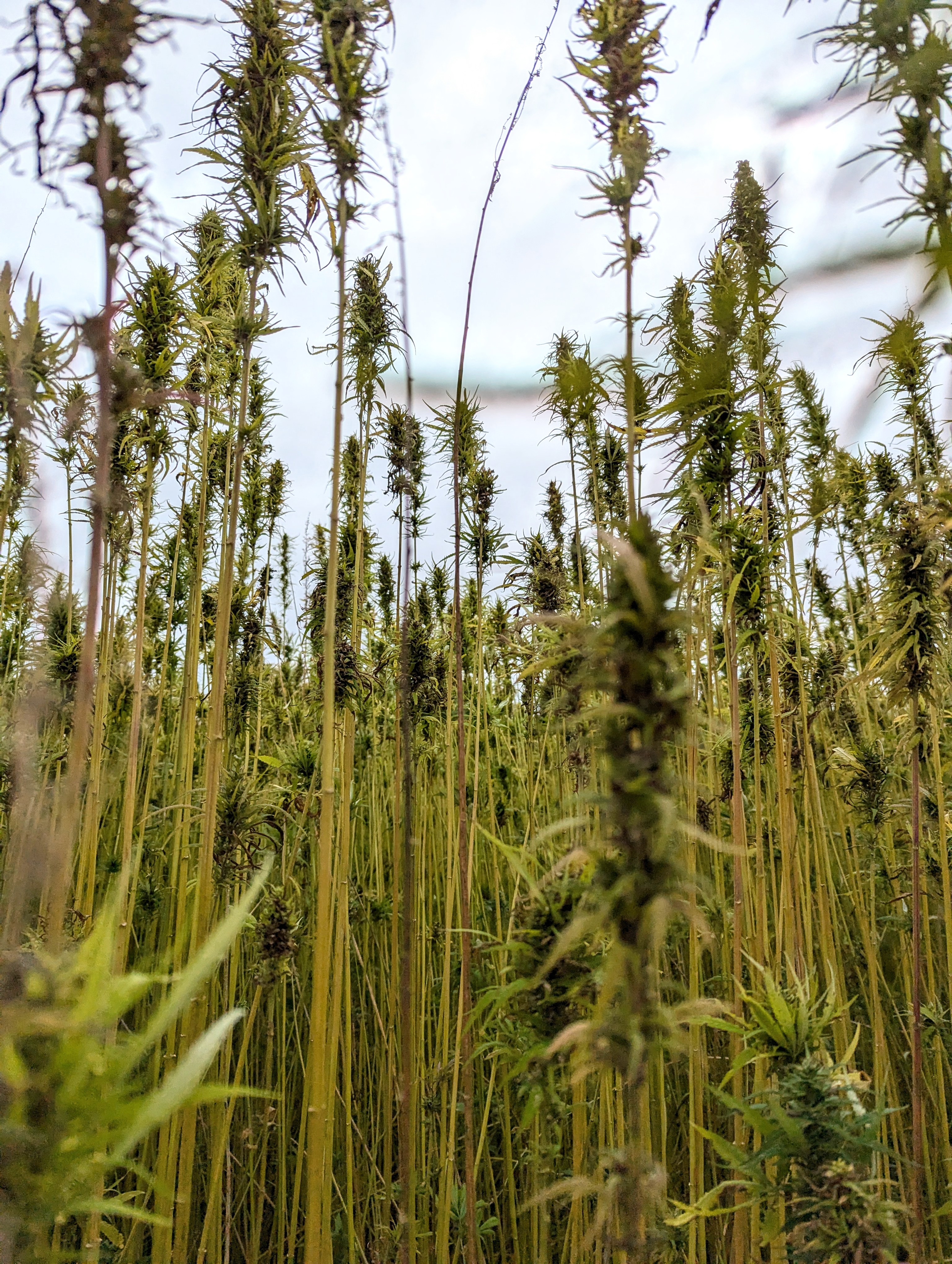 Atelier DAMA Contact